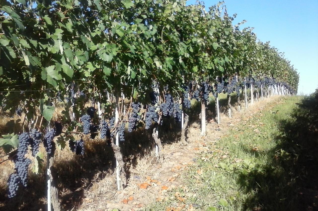 Tenuta Calabiana Diano dʼAlba Kültér fotó